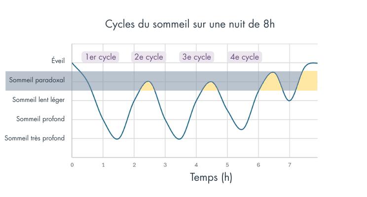graphiques des différents cycles du sommeil sur une nuit de 8 heures avec les différentes phases du sommeil