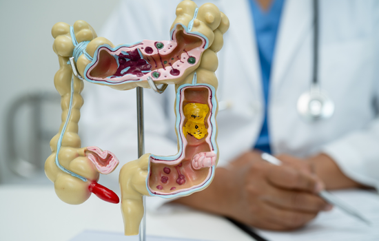 intestins microbiote probiotiques schéma 