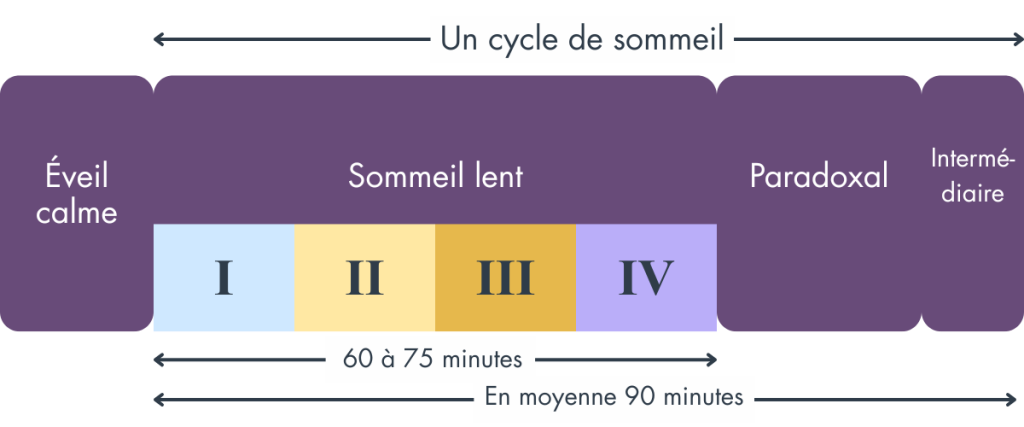 graphique illustrant le découpage d'un cycle de sommeil