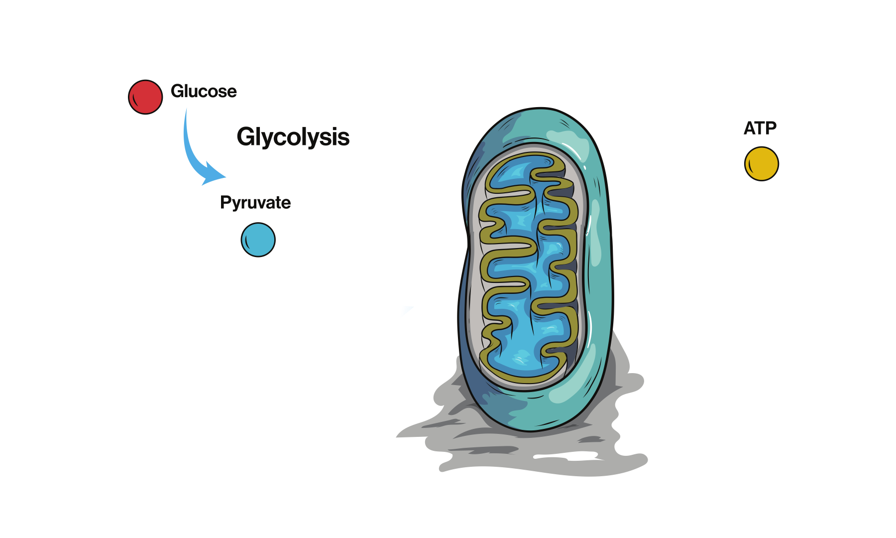 Fonctionnement mitochondrie. Centrale électrique cellulaire 